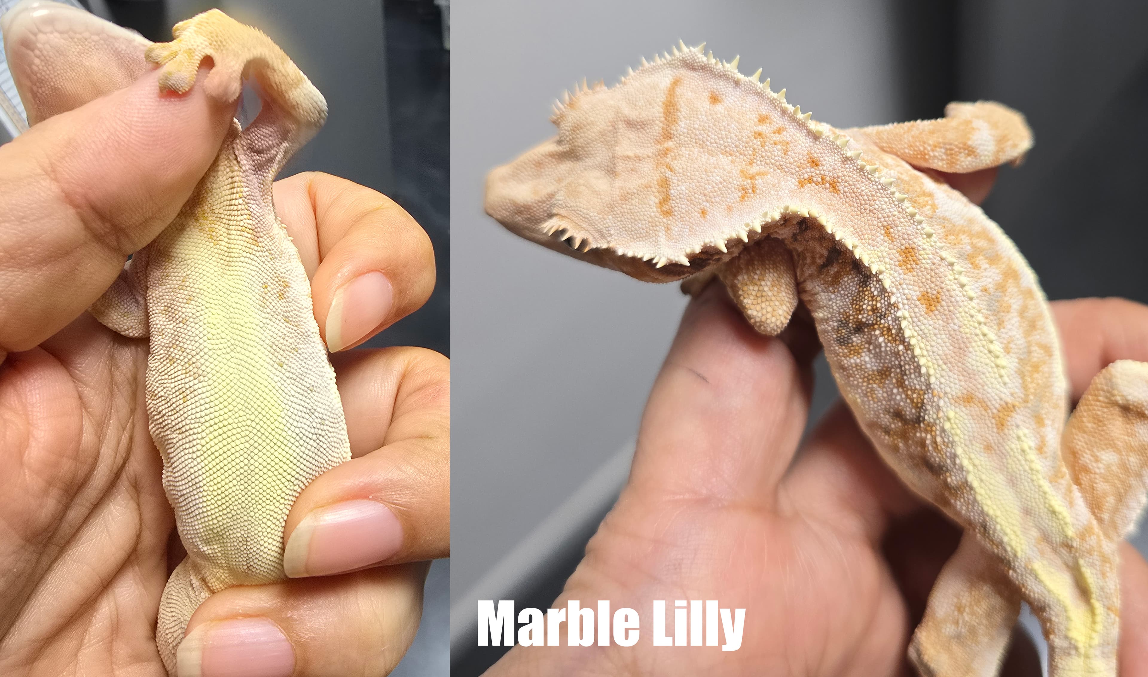 Marble Lilly라는 표기가 있는 복부와 상체의 비교 사진. 넓은 크림색 영역에 작은 짙은 반점이 남아 있다.