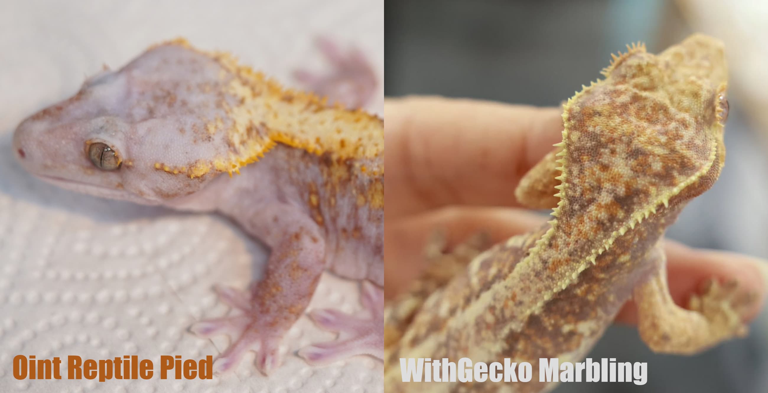 왼쪽 Oint Reptile Pied의 넓고 옅은 머리와 등, 오른쪽 WithGecko Marbling의 크림색과 갈색 조각 무늬 비교.