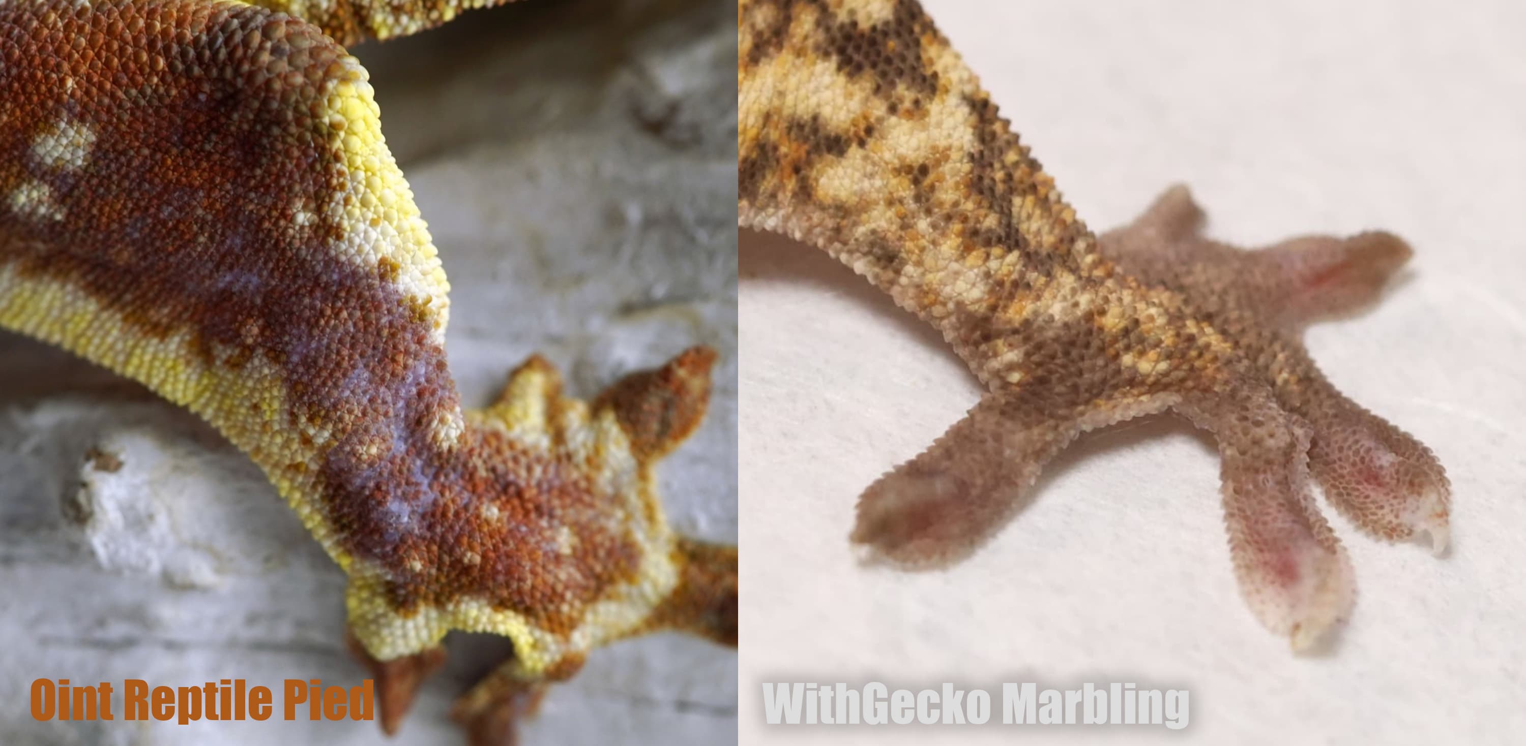 Oint Reptile Pied와 WithGecko Marbling의 다리와 발 접사. 양쪽 모두 발가락 주변에 옅게 보이는 영역이 있다.