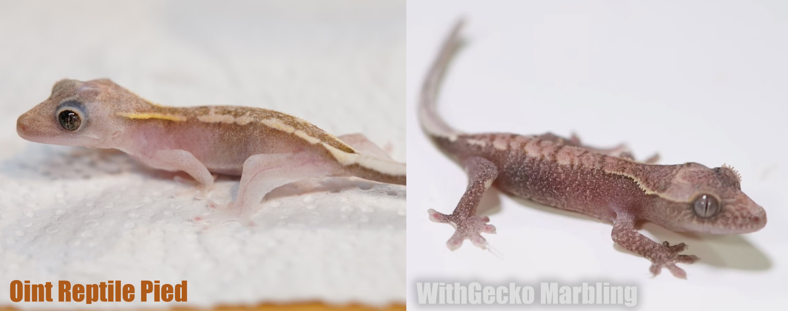 작은 크레스티드 게코 전신 두 장. 왼쪽 Oint Reptile Pied, 오른쪽 WithGecko Marbling으로 표기되어 있다.