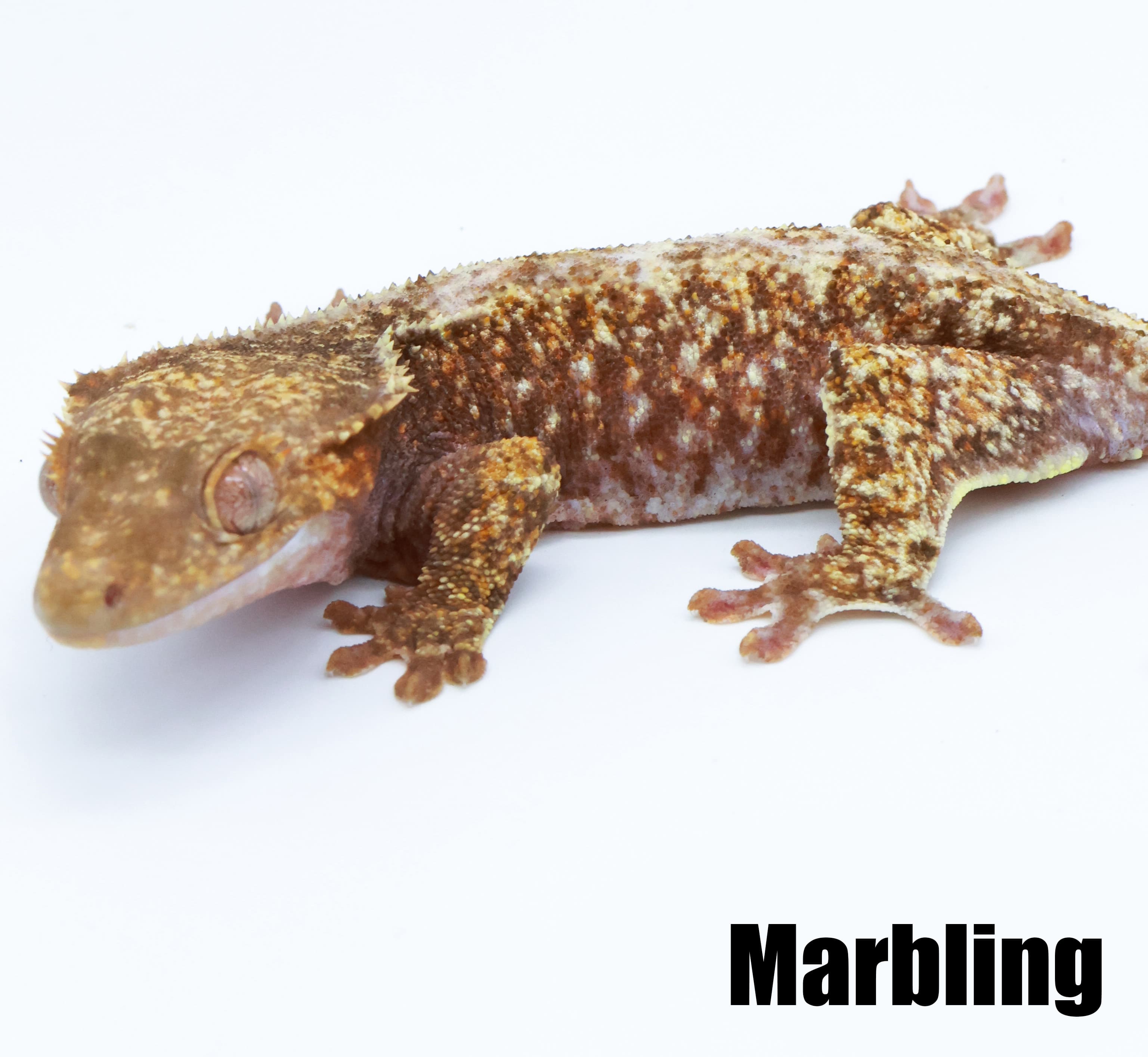 흰 배경의 Marbling 표기 개체. 짙은 몸통에 불규칙한 밝은 선과 조각 무늬가 있다.