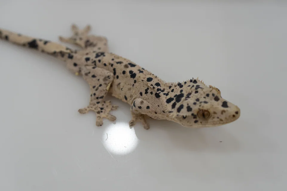크레스티드 게코 사진 · KRI-0005