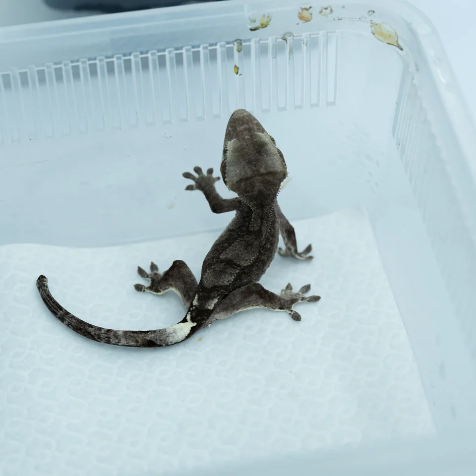 크레스티드 게코 사진 · KRI-0029
