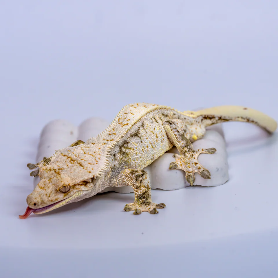 크레스티드 게코 사진 · KRI-0074